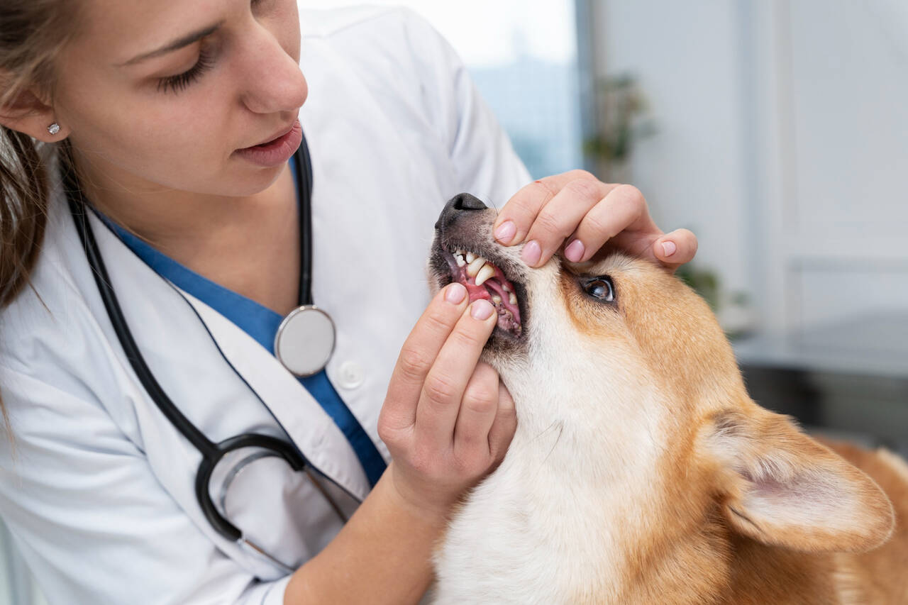 You are currently viewing Guia Com Tudo Que Precisa Saber Sobre Giardia Canina